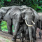 Lake Manyara NP, a protective Mother